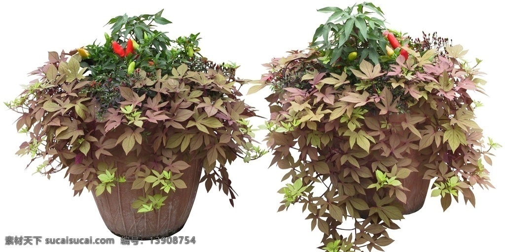 垂吊花 盆栽 植物 绿色 红花 花盆 分层