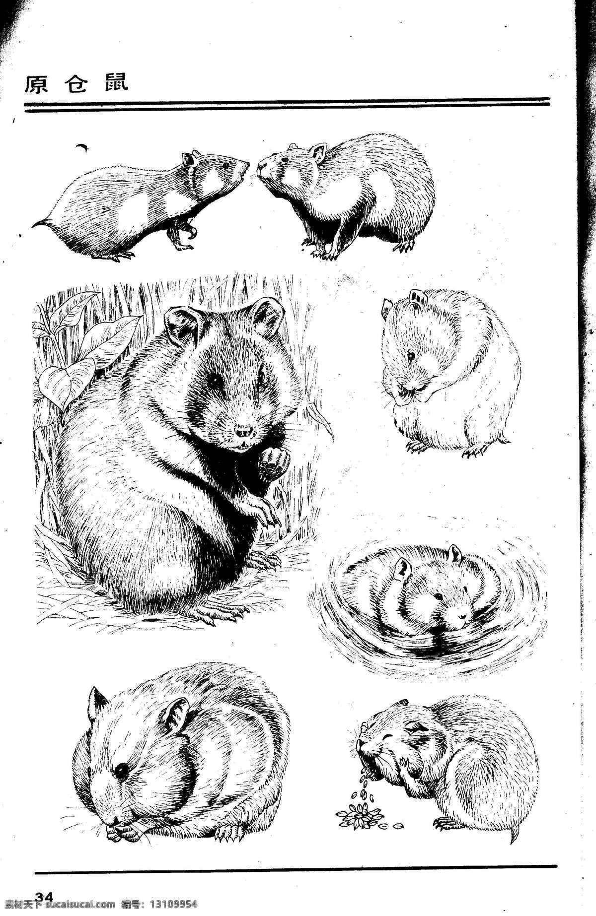 画兽谱33 原仓鼠 百兽 兽 家禽 猛兽 动物 白描 线描 绘画 美术 禽兽 野生动物 画兽谱 仓鼠 鼠 生物世界 设计图库