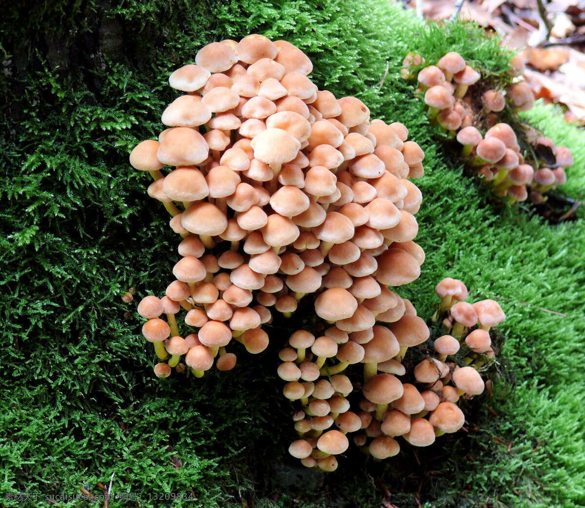 野生菌 菌菇 野生蘑菇 毒蘑菇 山珍 野味 生物世界 其他生物