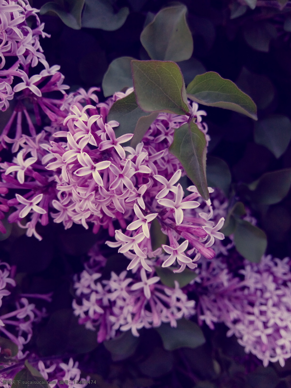 唯美 植物 自然 鲜花 花 花朵 花卉 丁香花 紫丁香 丁香 美丽丁香花 紫色丁香花 生物世界 花草