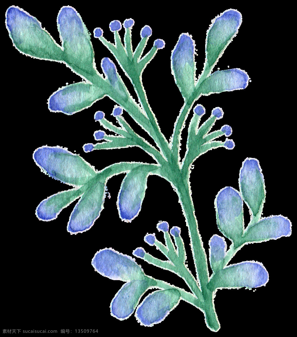 手绘 水彩 植物 株 花草 透明 绿色 紫色 花枝 绿叶 透明素材 免扣素材 装饰图片