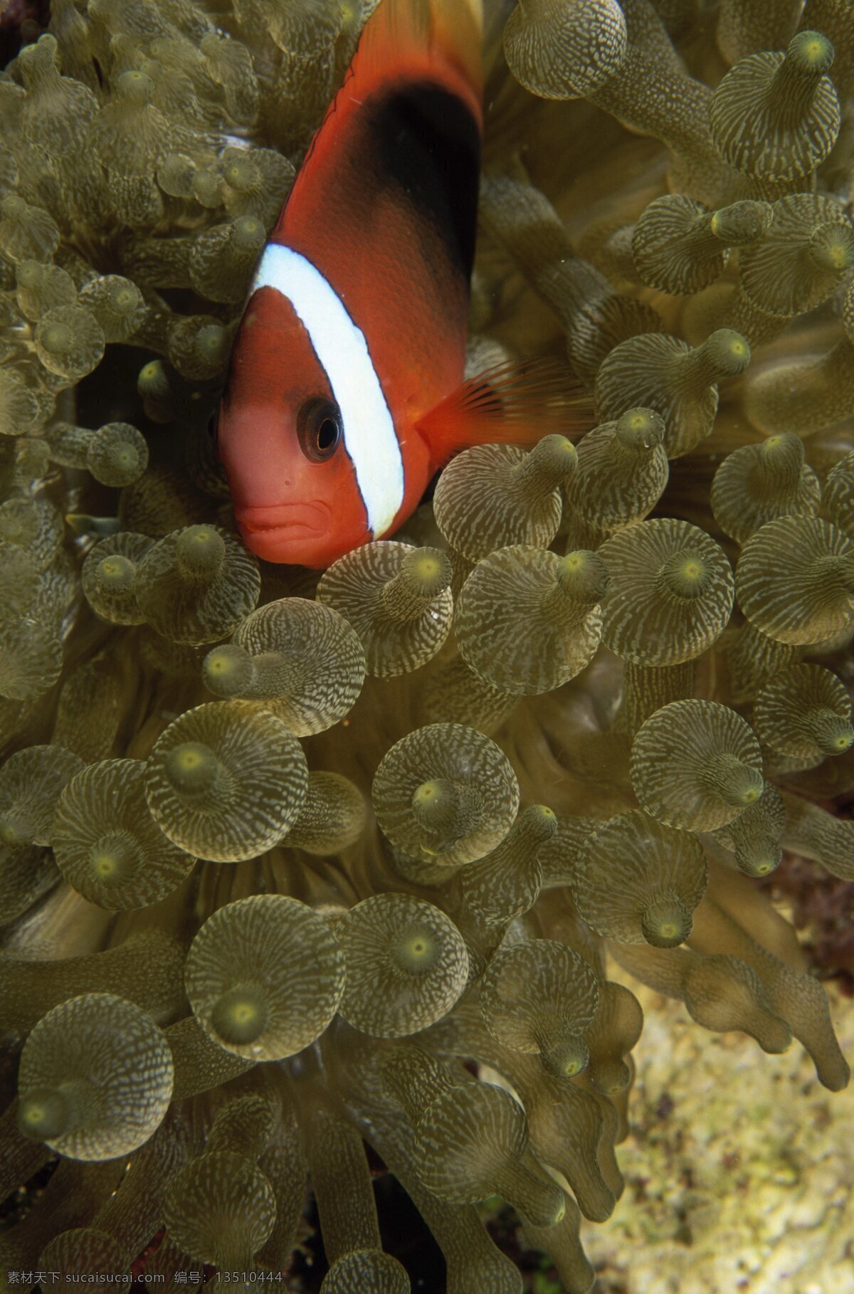 小丑鱼 热带鱼 海葵 咸水鱼 鱼虾 贝类 水 生物 生物世界 海洋生物