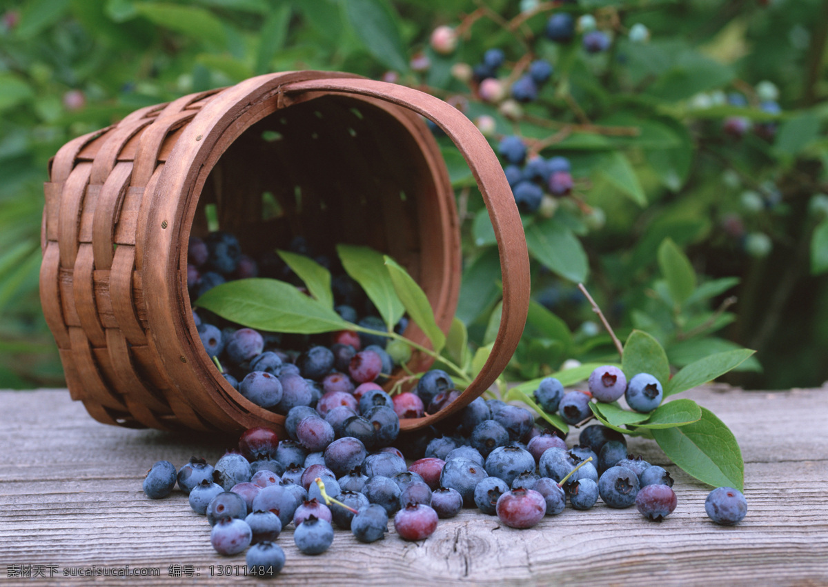 竹筐 水果 蓝莓采摘 新鲜的水果 新鲜的蓝莓 美食图片 生物世界 蓝莓壁纸 自然景观 田园风光
