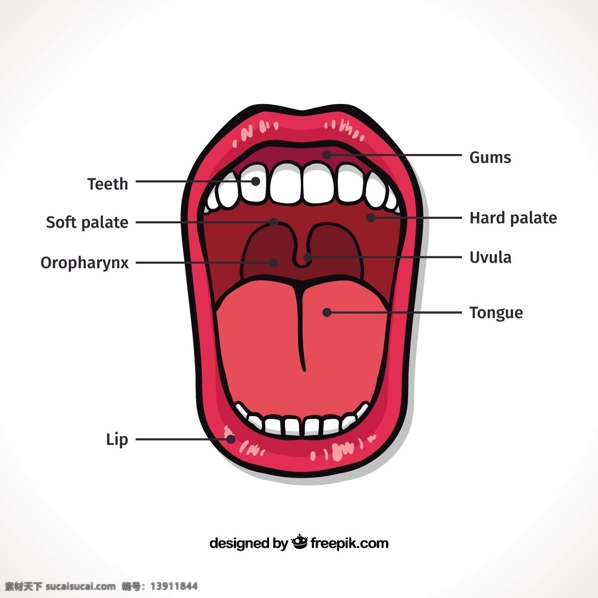 口分布图 图表 图形 嘴巴 牙医 牙齿 嘴唇 舌头图 软 硬 牙龈 口腔医学 白色