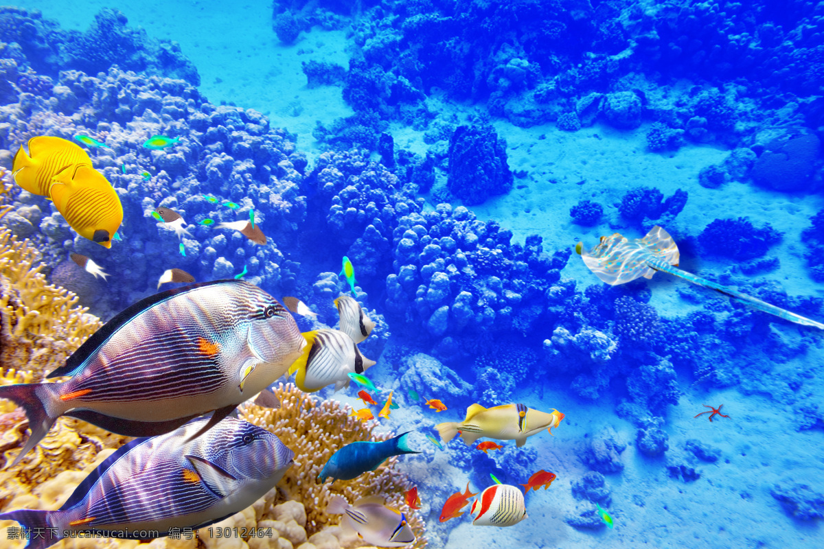 海底 游鱼 珊瑚 海底鱼类动物 海底世界 海水 海洋生物 鱼类动物 海鱼 鱼类 大海图片 风景图片