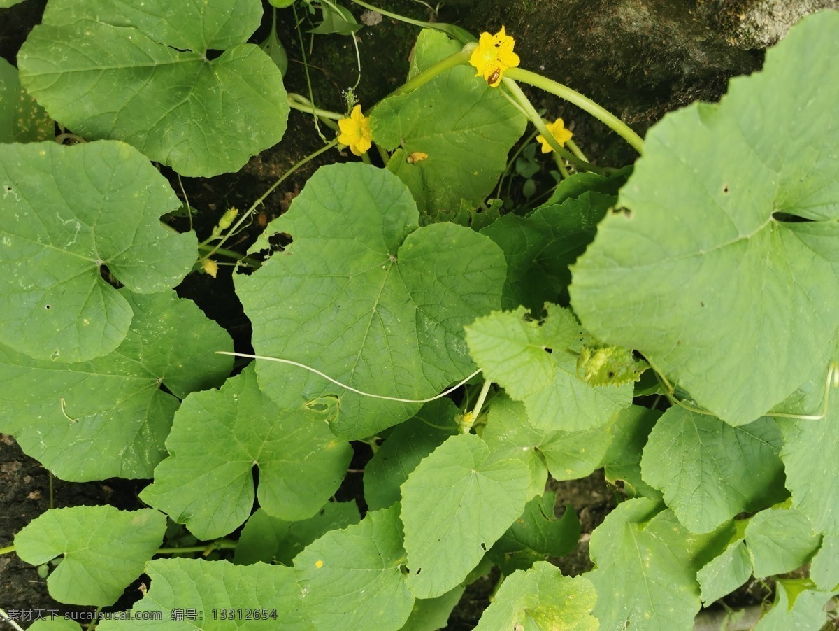 黄瓜藤 蔬菜 黄瓜 绿色 健康 种植 素食 瓜藤 植物 青瓜 黄瓜花 黄瓜田 青瓜藤 黄瓜苗 黄瓜种植 摄影图片