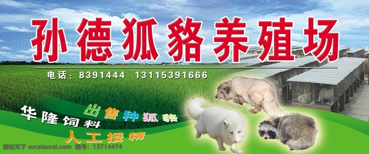 养殖场 狐貉 狐 绿地 蓝天 广告设计模板 源文件