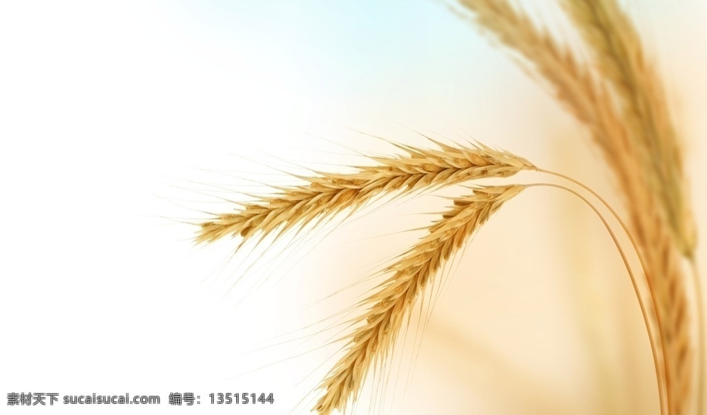 稻谷 麦田 小麦 麦子 麦穗 自然 植物 食品 丰收 金色麦田 金色麦浪 收获 麦地 成熟的小麦 成熟的麦子