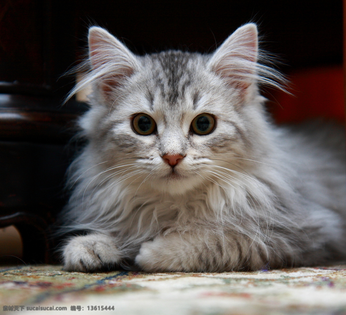 小猫 动物摄影 宠物 猫 可爱的猫 家猫 猫咪 小猫图片 家禽家畜 生物世界