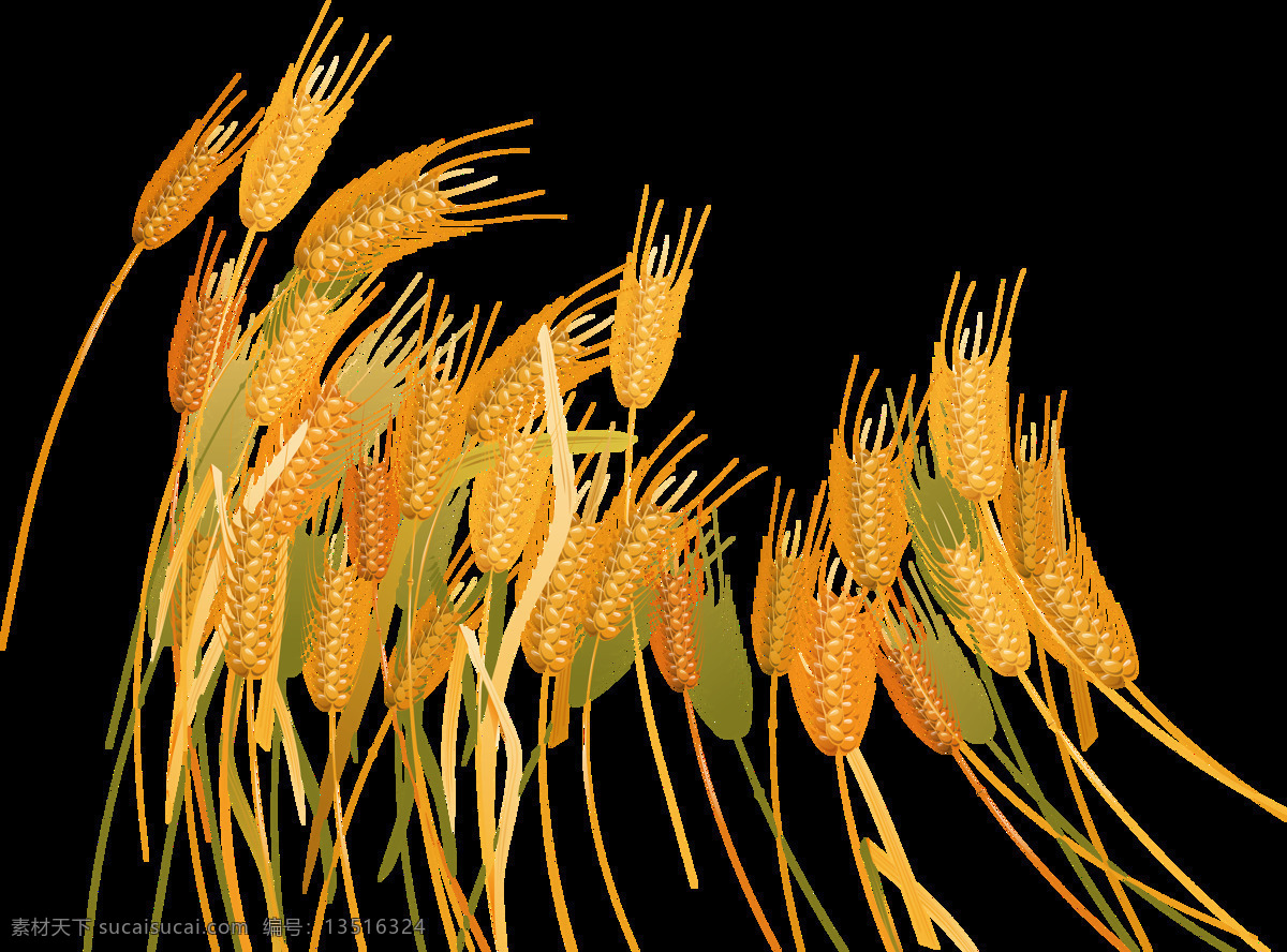 麦子 小麦 麦粒 麦麸 麦穗 麦地 png图 透明图 免扣图 透明背景 透明底 抠图 生物世界