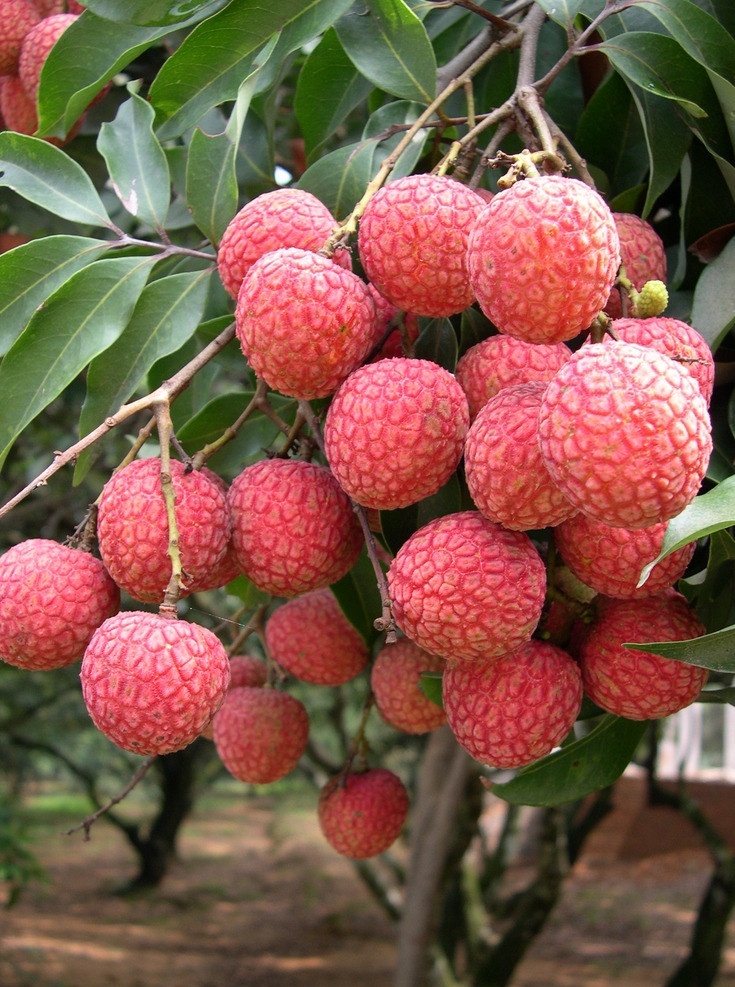 荔枝 枸杞叶 蔬菜 叶菜 绿色 水果 生物世界