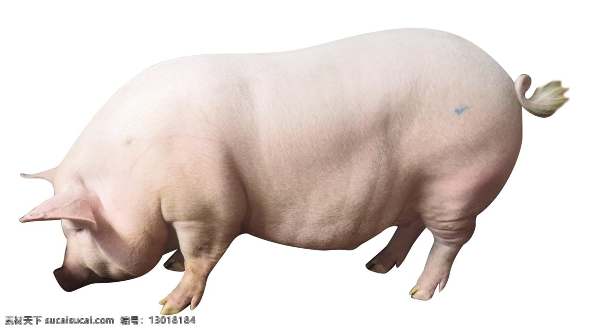 大肥猪 大土猪图片 家猪 猪肉 宣传海报 家畜 畜生 家禽家畜 分层文件 促销海报