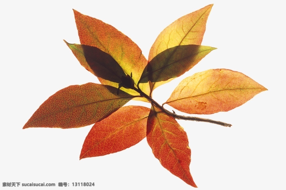 茂盛免费下载 标本 广告 大 辞典 绿叶 落叶 脉络 树叶 特点 形状 叶脉 叶子 茂盛 生物世界