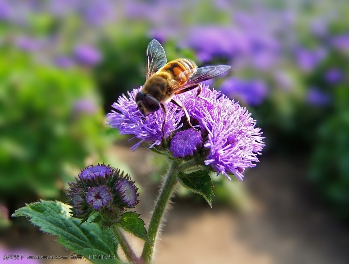 蜂 恋 花 动物 昆虫 蜜蜂 生物 生物世界 原创 蜂恋花 蜂鸟 花蜂 昆虫花蜂