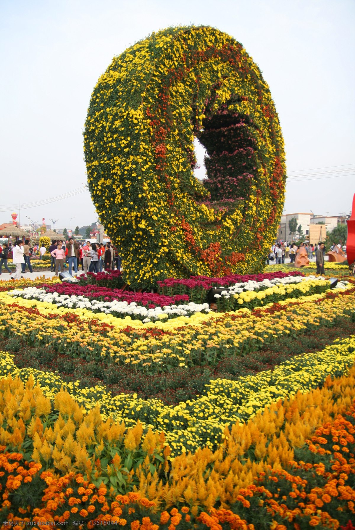 中山菊花展 菊花 生物世界 花草 摄影图库