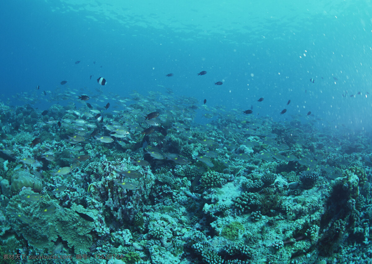 海底风光 海底 海底世界 海水 海洋 海洋生物 海藻 潜水 珊瑚 底风光图片 自然风景 自然风光 自然景观 各种鱼类 摄影图库 生物世界