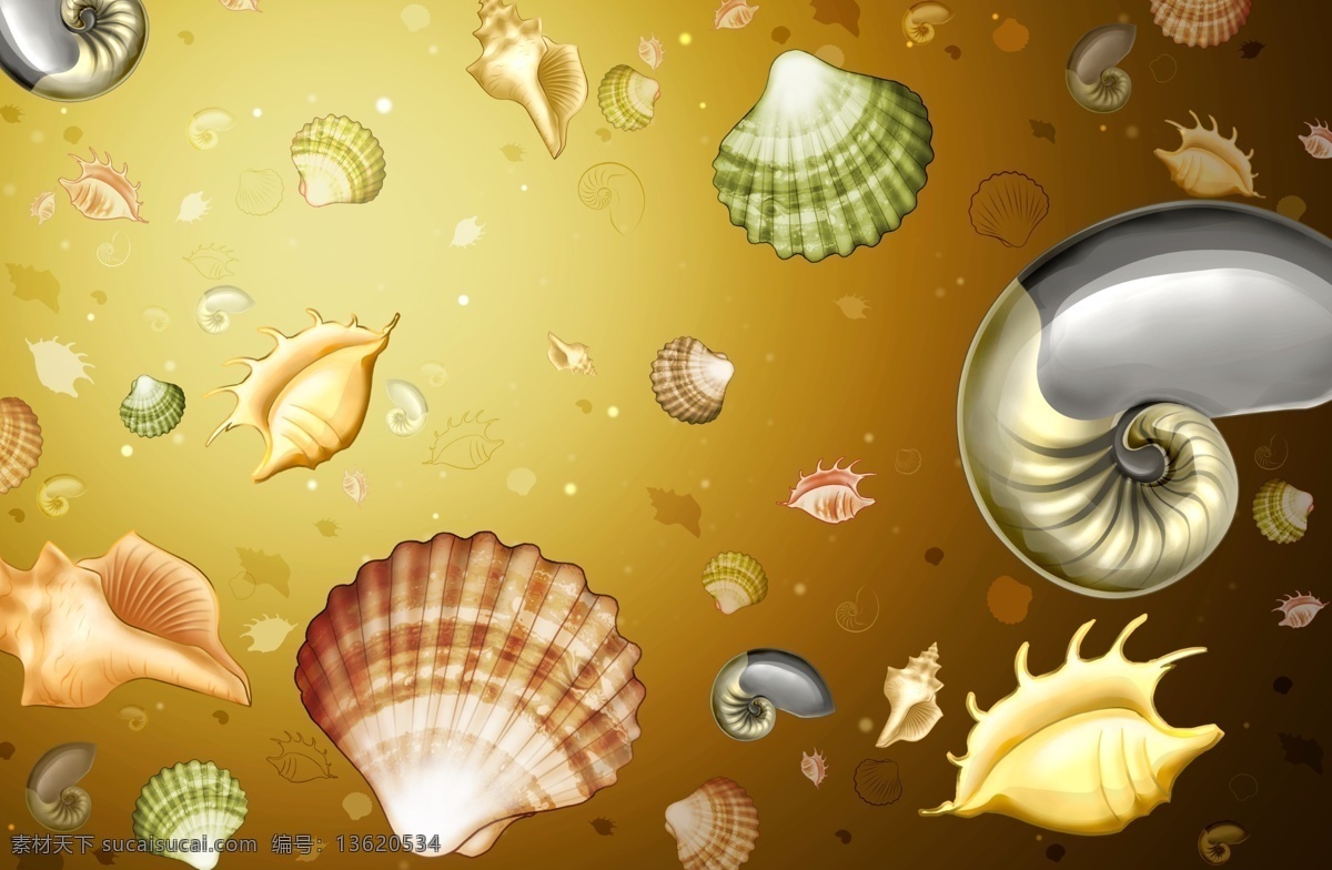 贝壳 多种贝壳 海生物 海鲜 精品素材元素 特别元素 系列 源文件库 psd素材 2008 精品素材