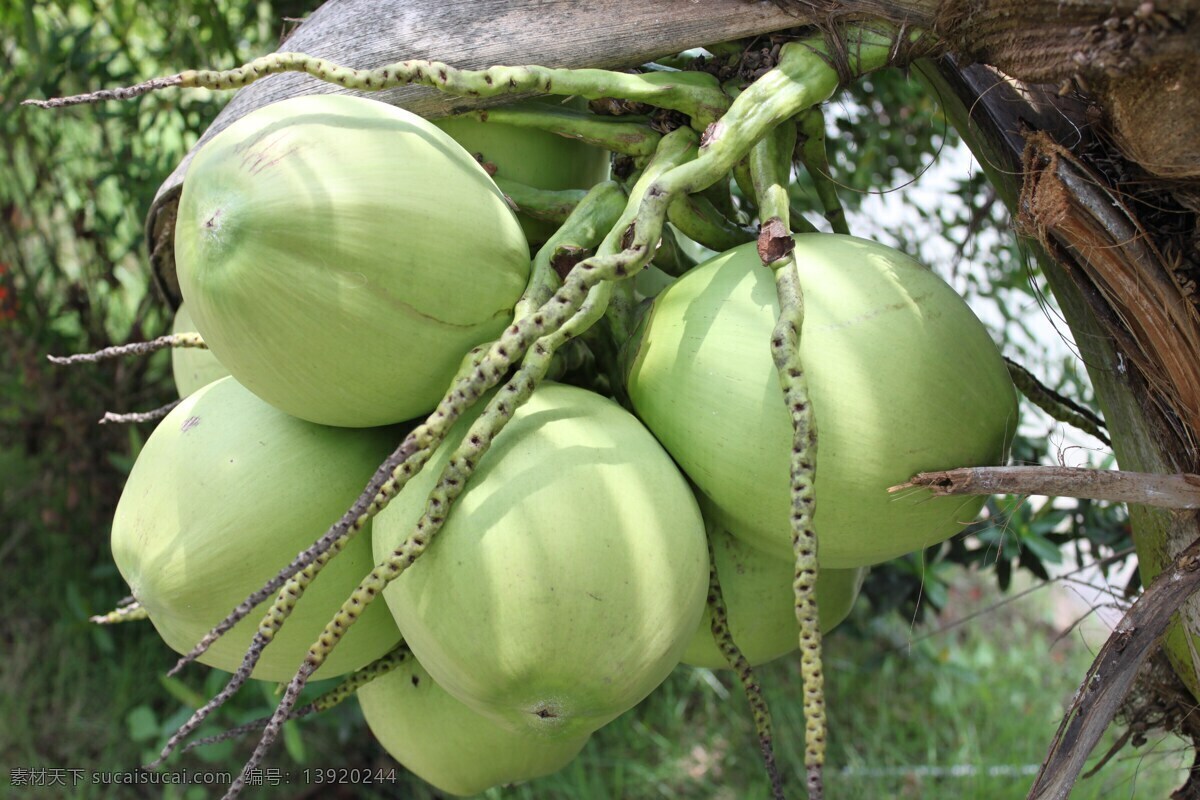 热带水果 水果 鲜果 经济作物 农产品 海南水果 椰子树 椰子林 生物世界