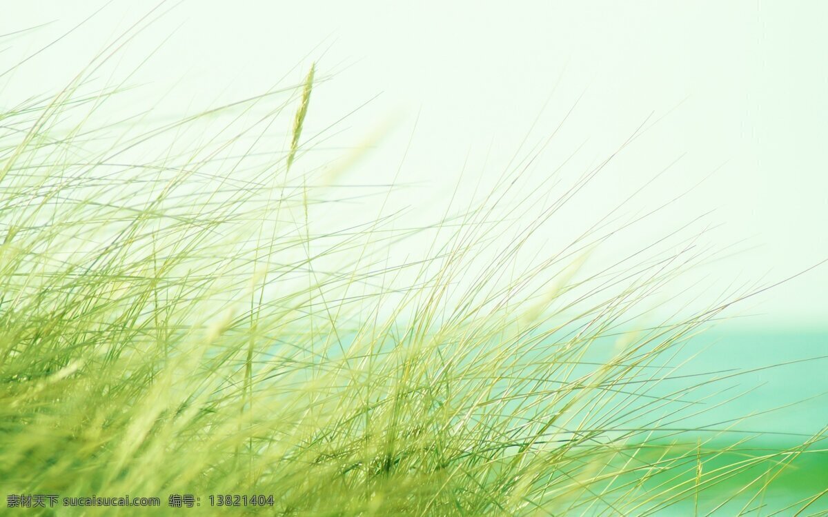清新海边芦苇 芦苇 海边 风吹 小清新 桌面 背景 材料 高清 自然 风景 天然 景观 水绿色 海风 绿色 黄色 渐变 植物 自然景观 自然风景