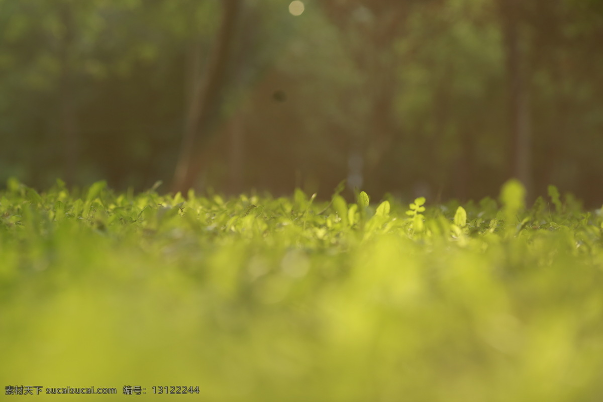 小清新 草 阳光 撒射 景深 生物世界 花草