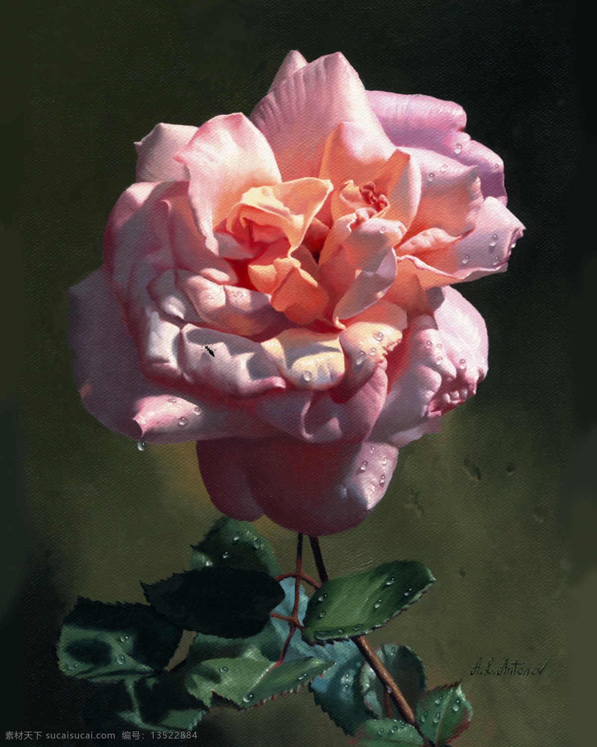 粉色 玫瑰 油画 绘画书法 昆虫 蚂蚁 墙 文化艺术 粉色玫瑰油画 英文 玫瑰枝 玫瑰叶 装饰素材
