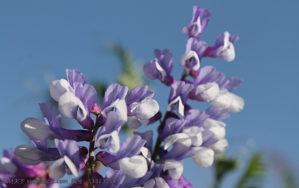 紫花苜蓿 紫 苜蓿 苜蓿素材下载 花 紫色 摄影素材 苜蓿草 绿色背景 摄影花 花草 生物世界