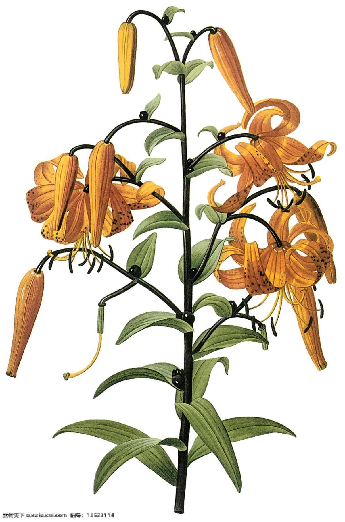 手绘百合 文化 艺术 植物 百合 手绘 花草 生物世界