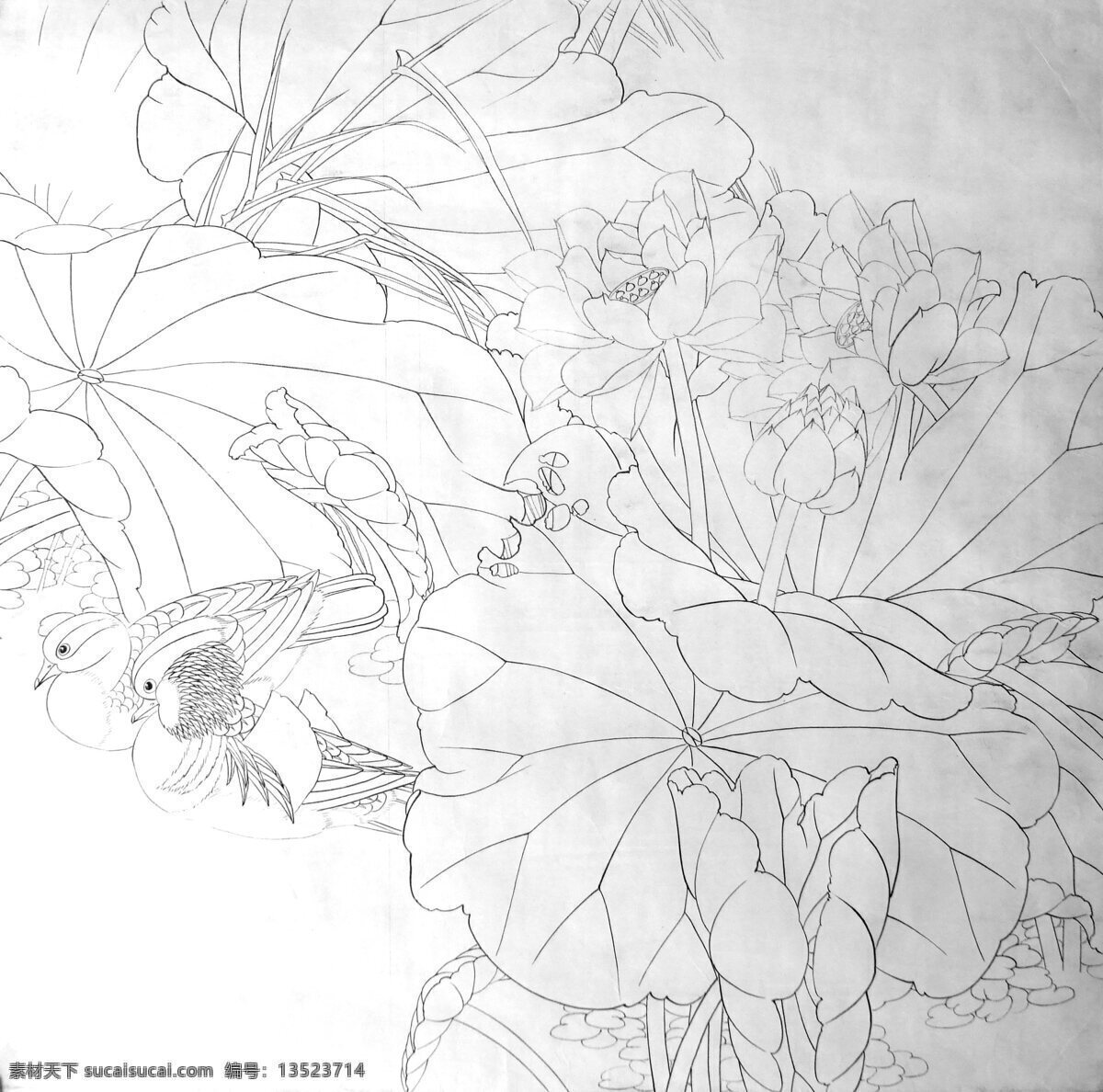 荷花白描 荷花 水草 池塘 文化艺术 绘画书法 设计图库