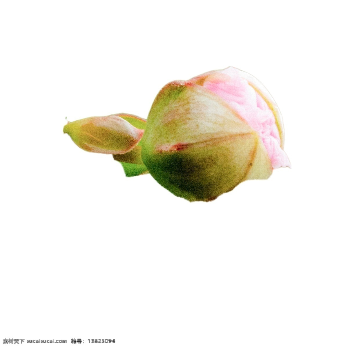 含苞待放 花蕾 春天花蕾 鲜花花蕾 卡通插图 创意卡通下载 插图 png图下载
