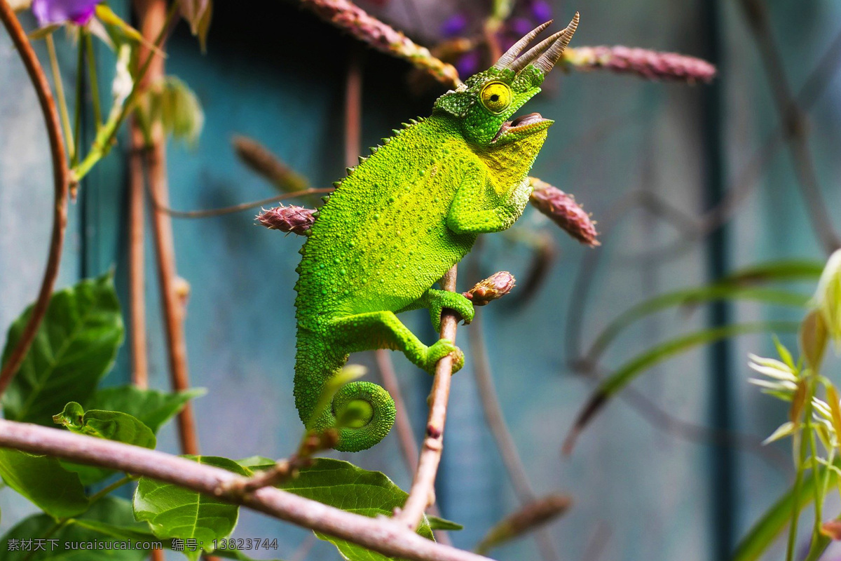 变色龙 蜥蜴 lizard 四脚蛇 蛇舅母 冷血爬虫类 冷血动物 爬行动物 变温动物