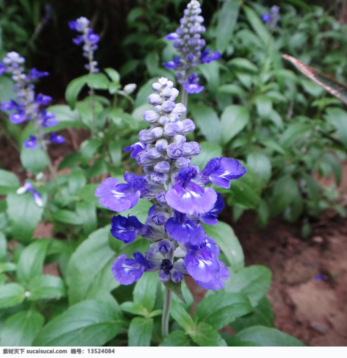 蓝花鼠尾草 蓝色花簇 花穗 花草 街区绿化 地栽 dpi72 花集 生物世界