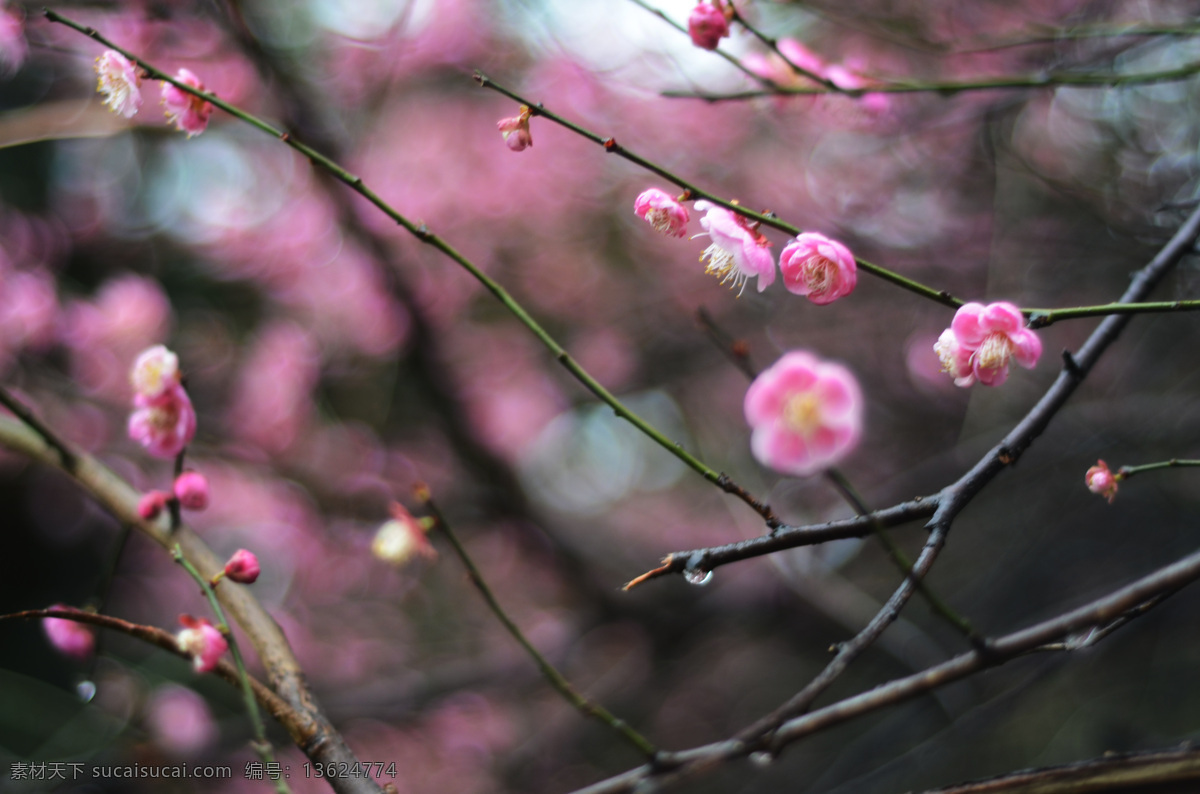 梅花 红梅 红色梅花 粉红 红梅图 红梅照片 梅 花开 花枝 春梅 红色花卉 红花 鲜艳盛开 花素材 自然景观 自然 风景 花卉特写 高清花卉摄影 红色花 长廊 黑背景 高反差 近景摄影 微距镜头摄影 高清摄影 生物世界 花草