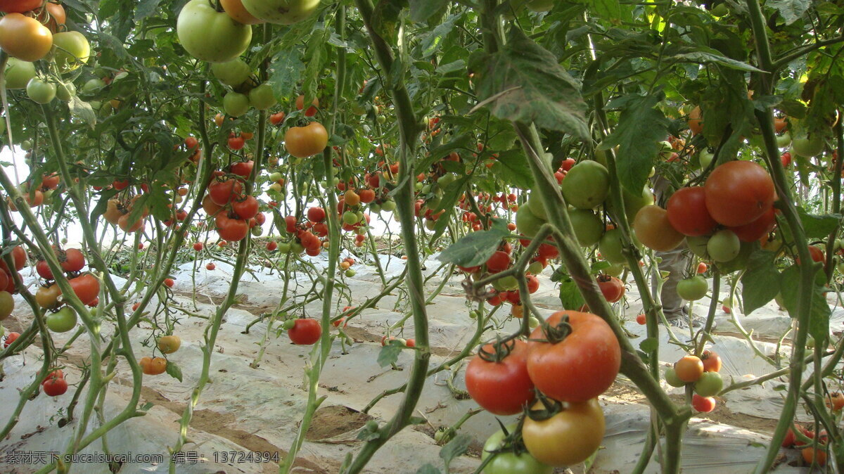 西红柿 番茄 地膜 菜地 蔬菜 生物世界