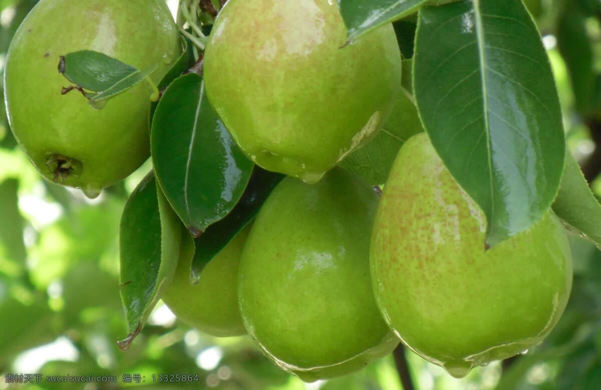 香梨 水果 库尔勒香梨 梨 果实 新鲜 美味 好吃 生物世界