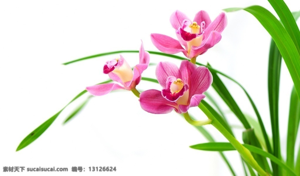 兰花 白底 蝴蝶兰 安逸 微距 美丽 生物世界 花草