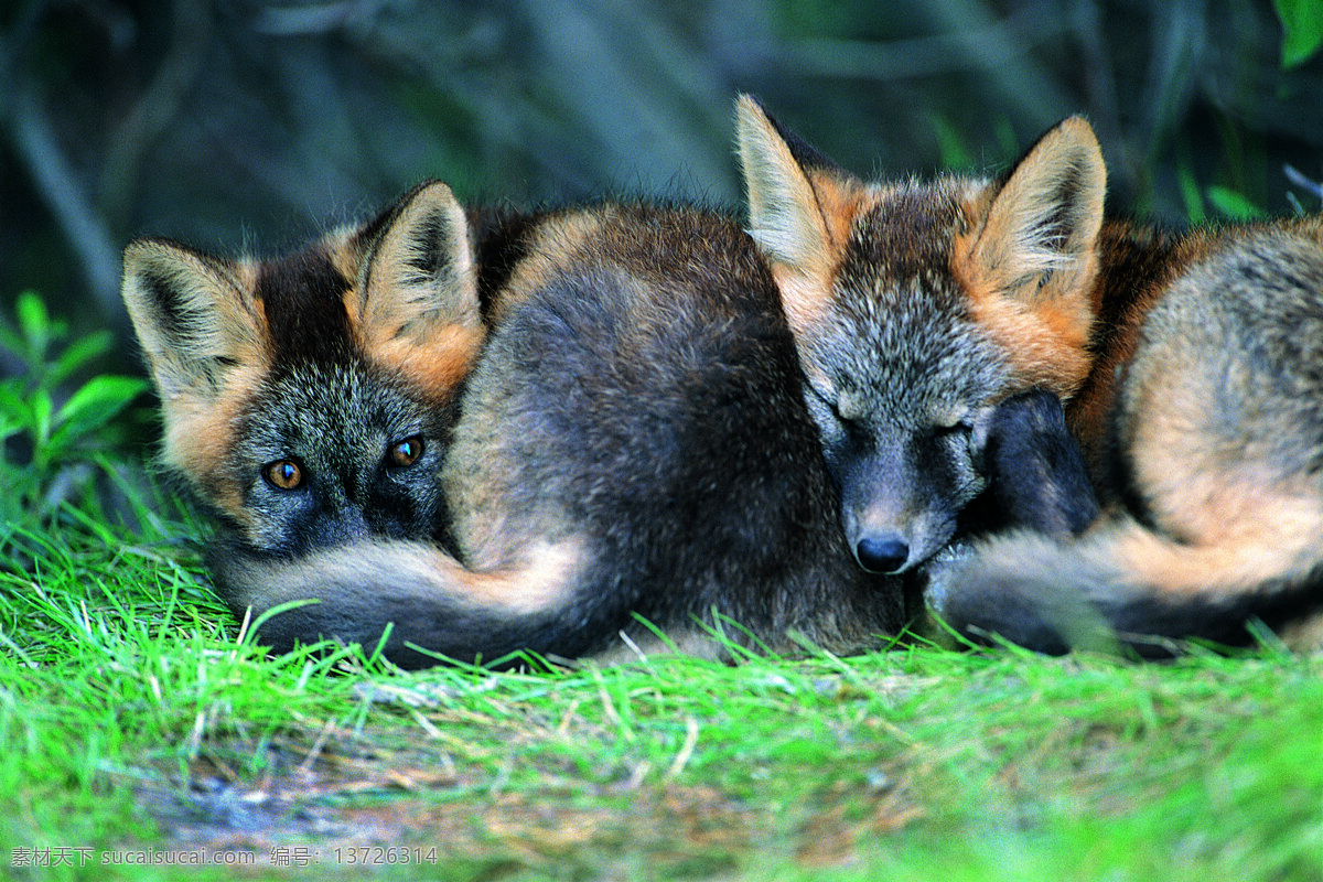 睡觉的小狼 野生动物 动物世界 狼 幼仔 小狼 陆地动物 生物世界 黑色