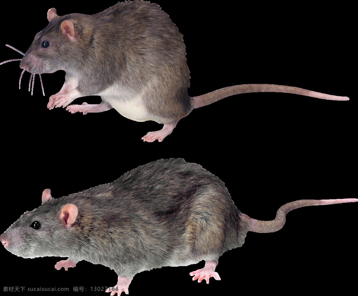 动物老鼠图案 老鼠 试验小白鼠 灰色老鼠 自然生物 动物 png免扣 生物世界