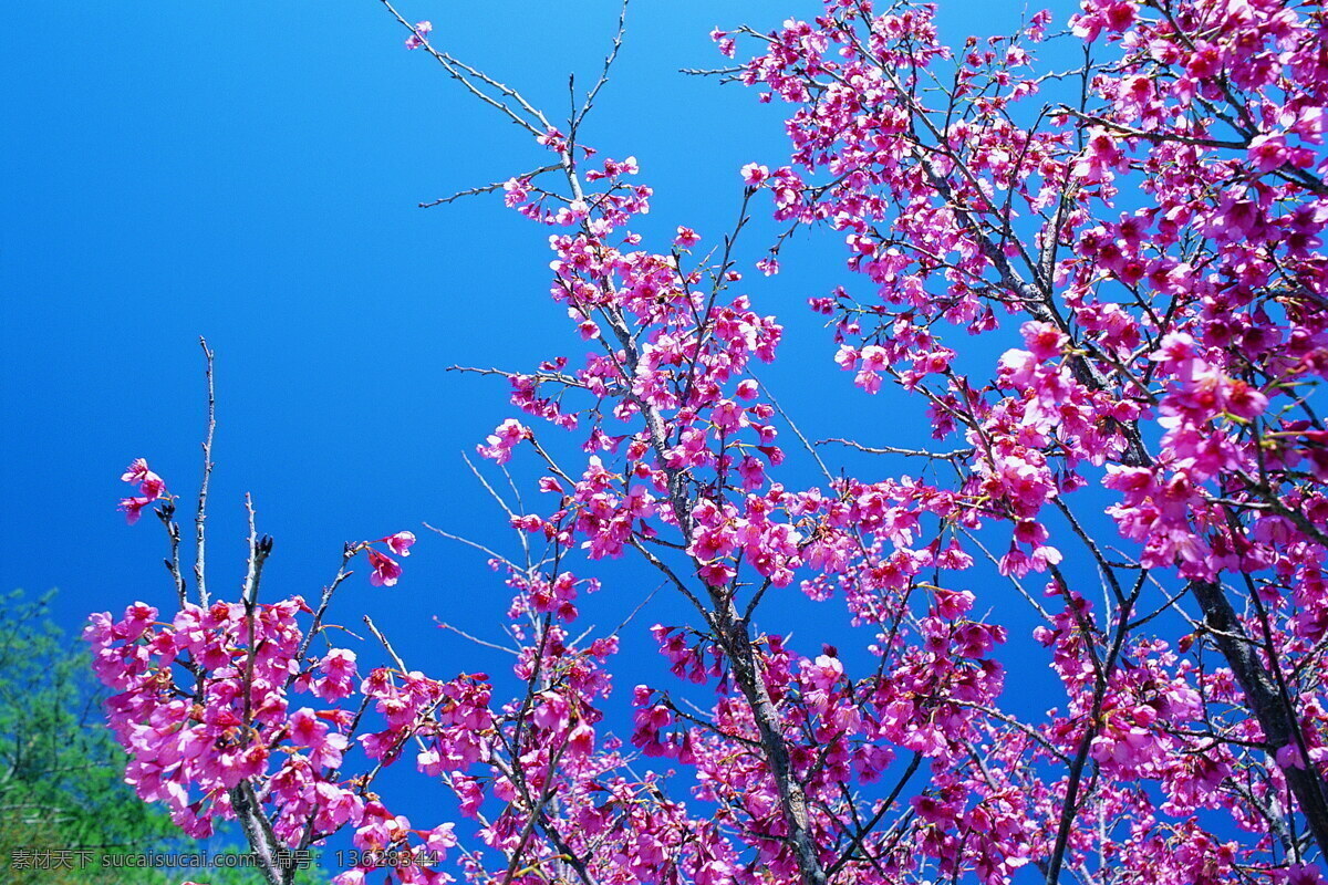 春暖花开 背景 风景 花 花草 花季 摄影图库 植物世界 自然风景 自然景观 花的季节