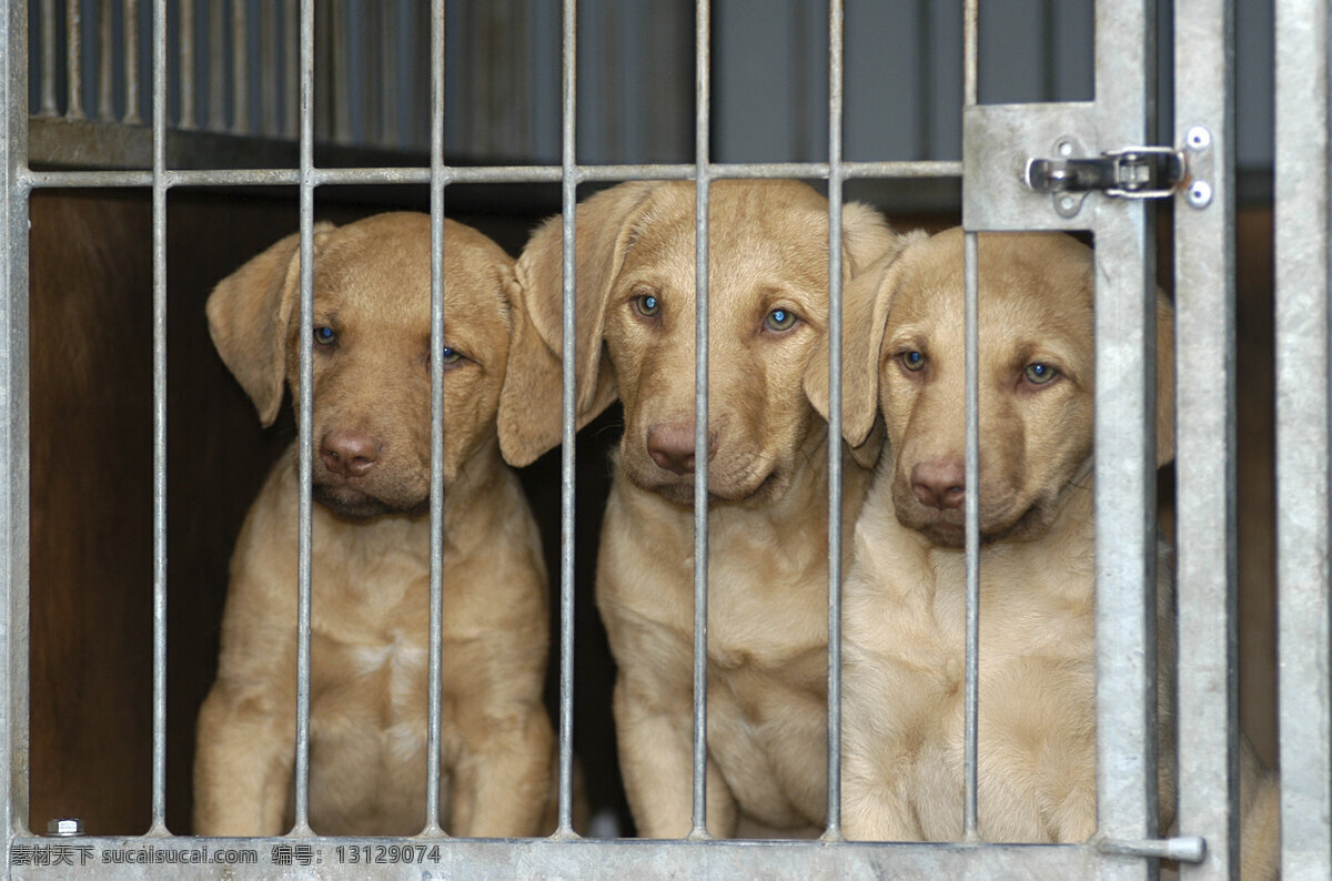 笼子 里 三 只 狗 小狗 犬 小狗图片 宠物狗 名贵犬种 宠物狗图片 可爱 小狗图片大全 宠物 小动物 陆地动物 生物世界 黑色