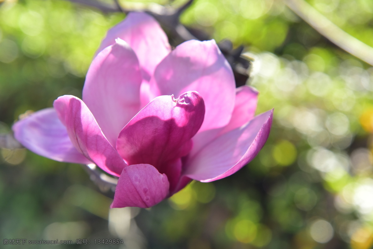 玉兰花 云南 昆明 螺蛳湾 花卉 春天 白玉兰 自然景观 山水风景