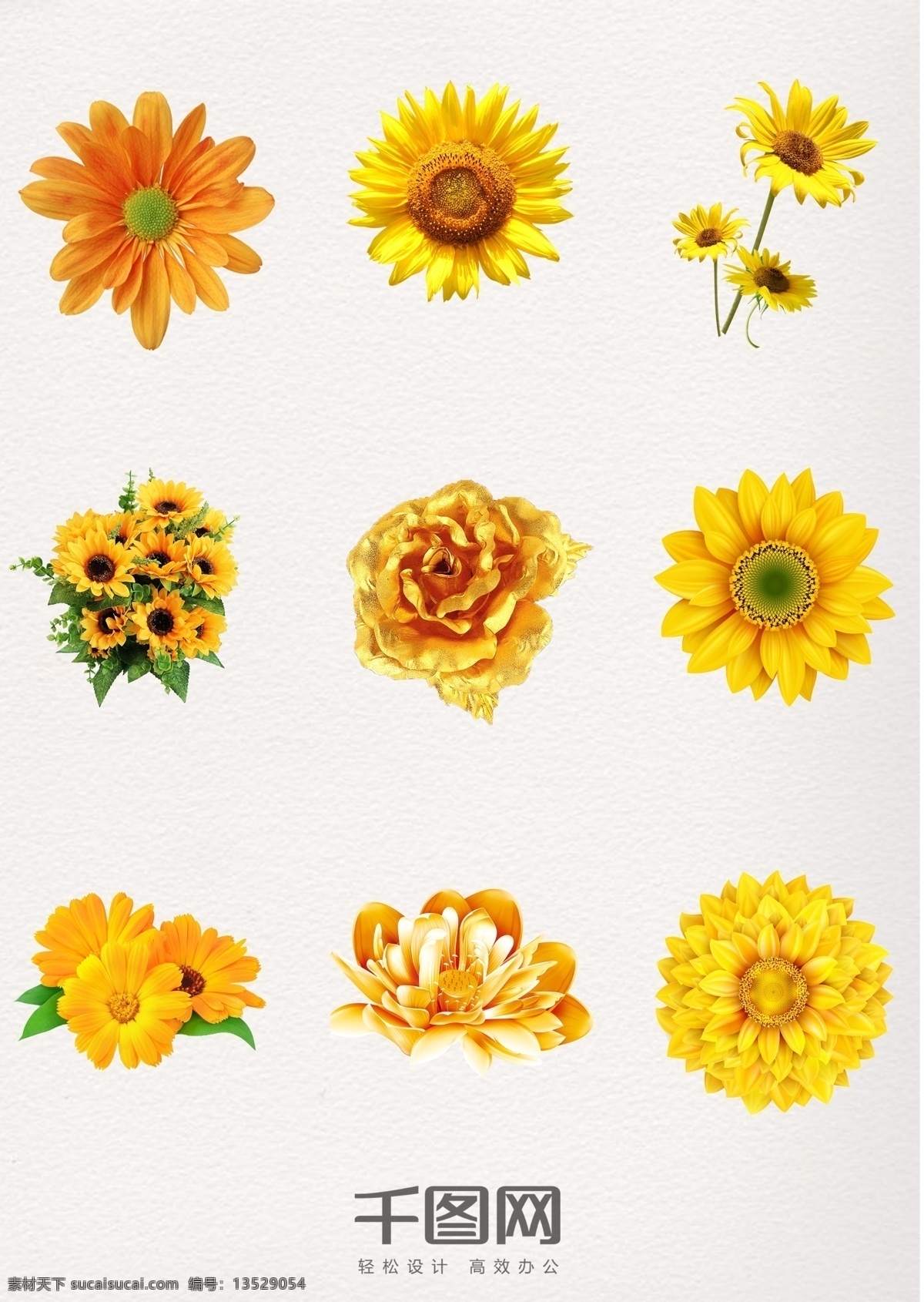 漂亮 黄色 金色 菊花 太阳花 花卉