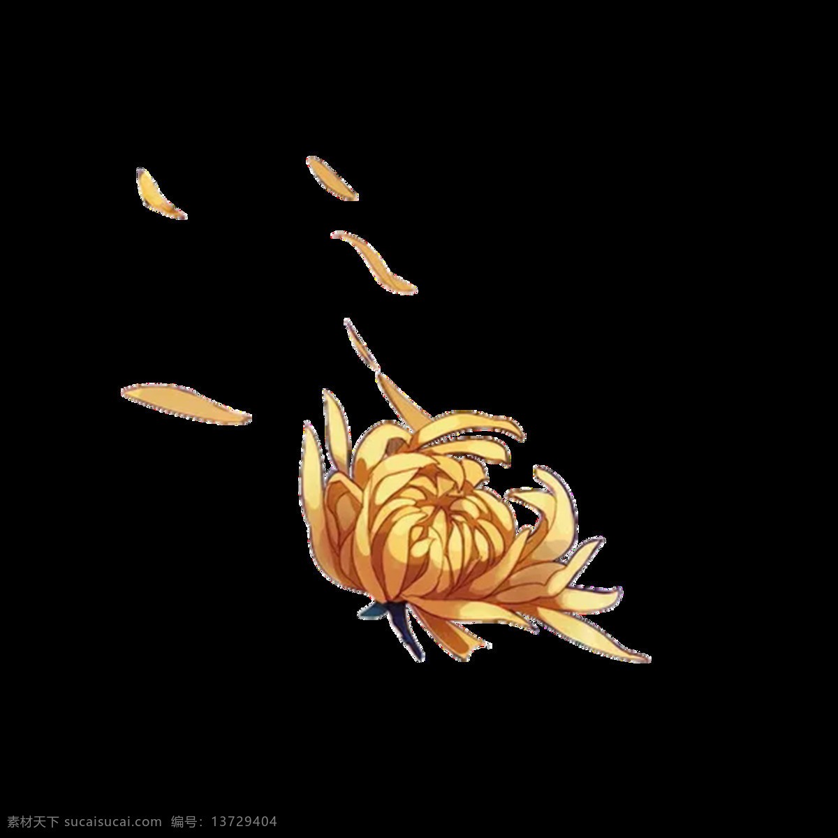 飘零 手绘 菊花 装饰 元素 花瓣 花苞 花朵 植物 装饰元素