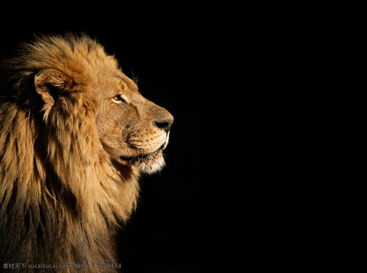 狮子 雄狮 野生 动物 野生动物 猛兽 狮子王 野兽 公狮子 母狮 母狮子 非洲狮 生物世界