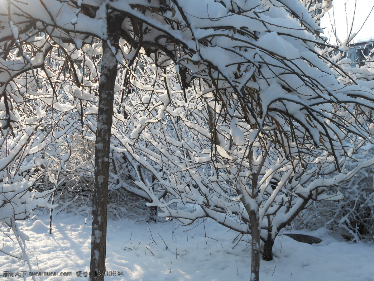 雪树免费下载 大雪 树 雪 雪树 风景 生活 旅游餐饮