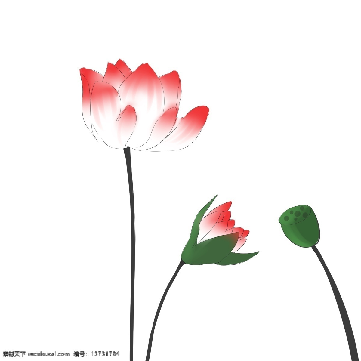 红色 荷花 卡通 插画 红色的荷花 卡通插画 花朵插画 鲜花 花束 荷花插画 花卉 漂亮的荷花