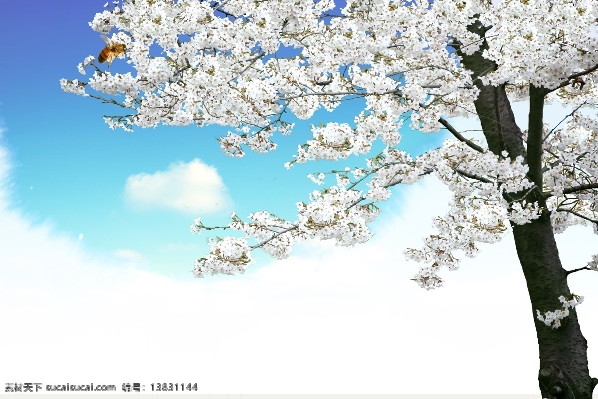 天空下的梨花 蓝天 白云 梨花 其他模版 广告设计模板 源文件