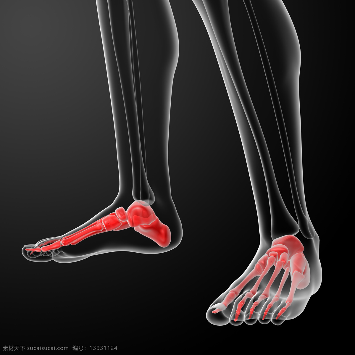 脚掌 肌肉 骨骼 结构 脚掌结构 脚掌肌肉 人体结构 人体骨骼 人体肌肉 人体标本 人体构造 医学标本 科学研究 现代科技