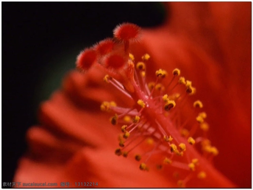 红色 花朵 动态 视频 花蕊 自然 视频素材 动态视频素材