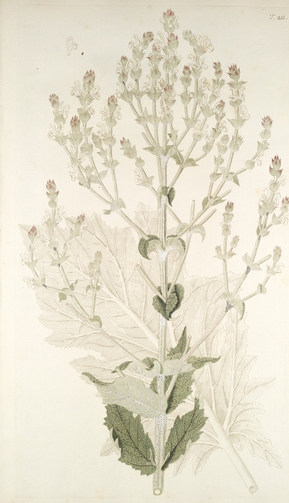 精美 绘画 草本植物 图谱 植物手绘 欧美复古 花卉花朵 清新淡雅风格 花草绘画 设计参考 绘画素材 工笔画 装饰画 插画 植物图谱 树叶花朵 临摹素材 复古绘画 装饰画芯 叶片树枝 树干 植株 药材植物 彩铅绘画 植物花朵 生物世界 花草