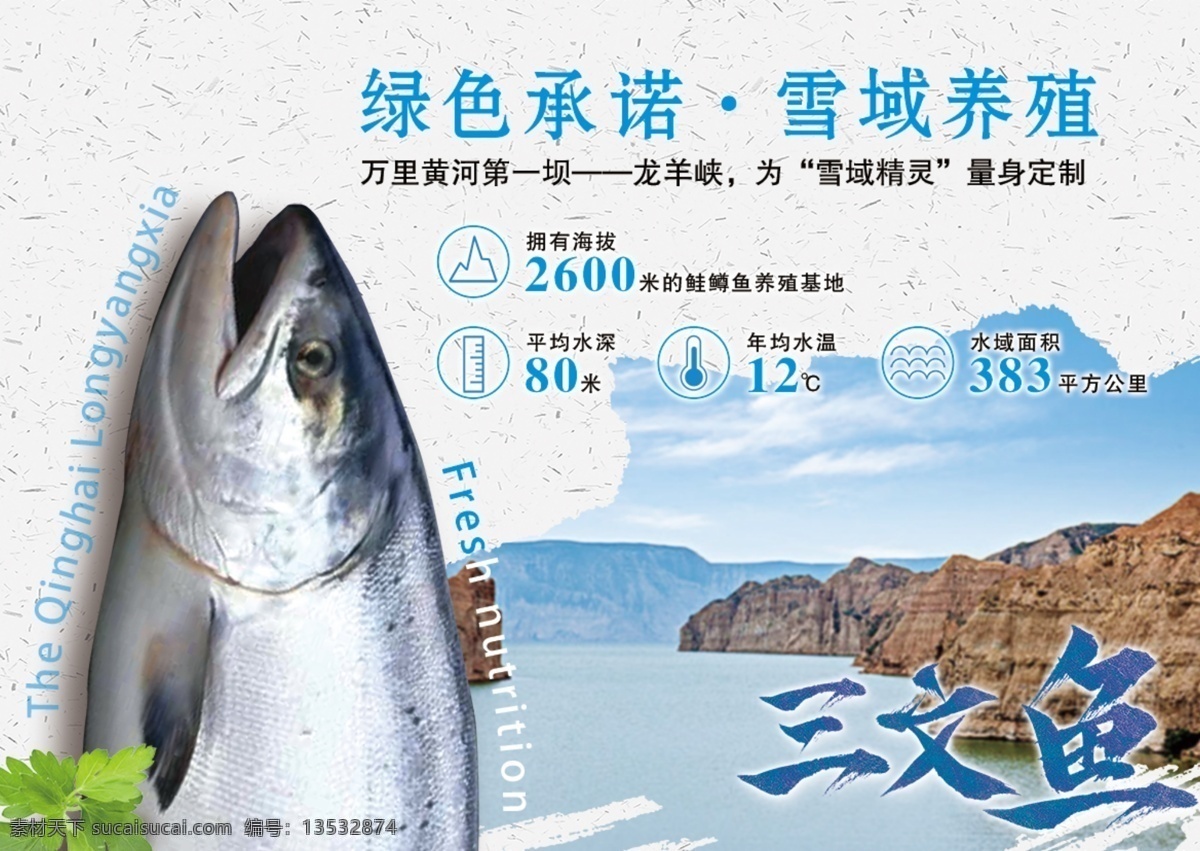 三文鱼 水库图片 龙羊峡水库 鲑鳟鱼 雪域精灵 雪域三文鱼